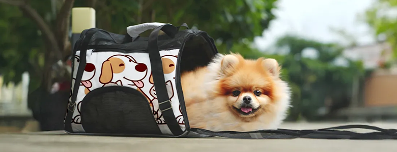 Pet Bags Vs. Pet Carriers: Which One Suits Your Needs?